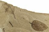 Fossil Leaf (Betula sp?) Plate - McAbee, BC #226154-1